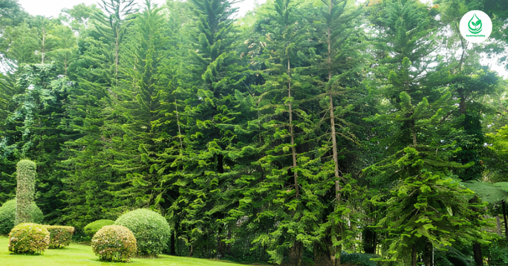 5 Bamboo Garden: Why It’s the Best Eco-Friendly Landscaping Choice 2 1 10