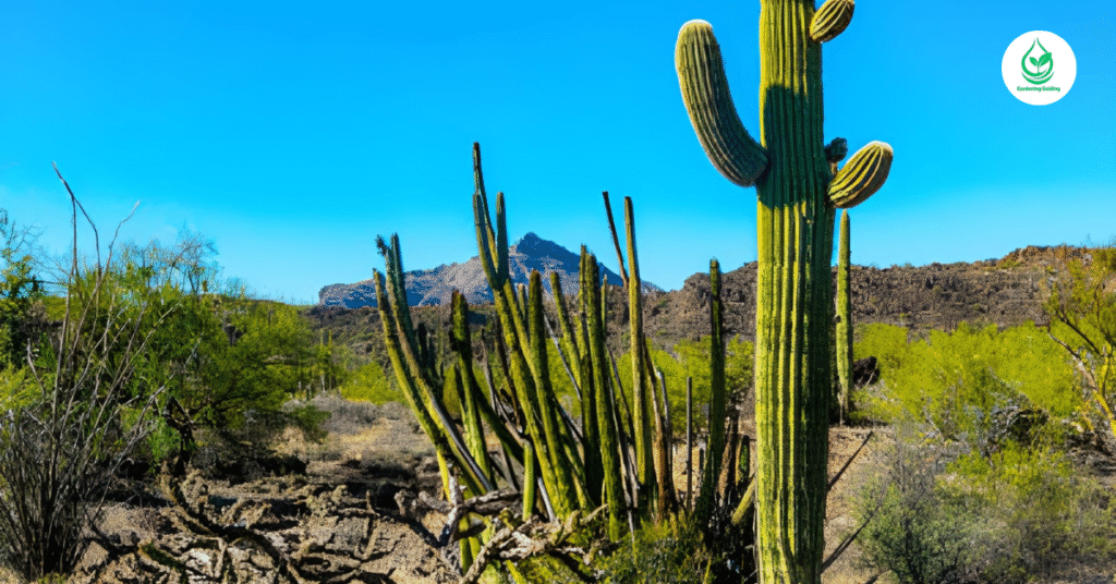 6 Saguaro: The Majestic Icons of the Desert 12 1 13
