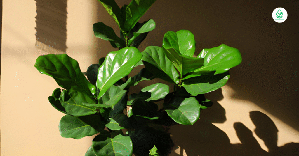 6 Fiddle Leaf Fig The Ultimate Guide to Growing and Caring for this Iconic Plant 2 1 14