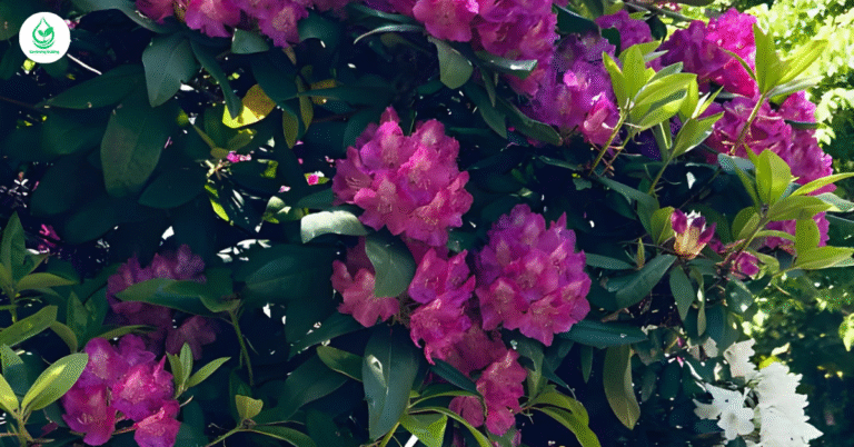 6 Bougainvillea Varieties: A Complete Guide to Growing Colorful, Low-Maintenance Beauty 1 6 Bougainvillea Varieties