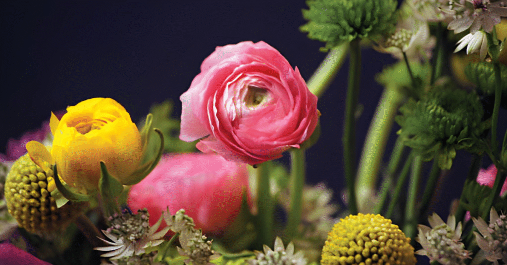 6 Ranunculus How to Grow Stunning Blooms 2 1 4