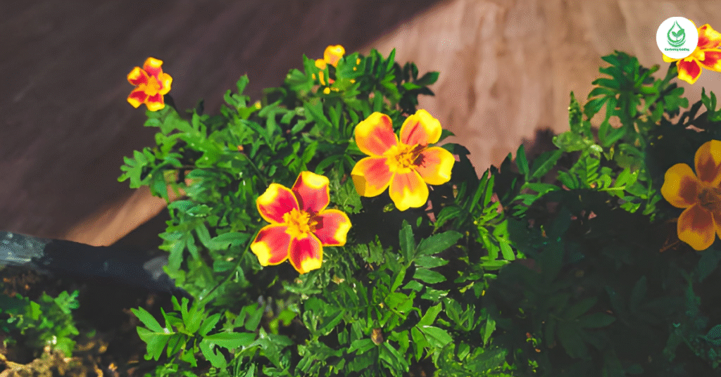 6 Hibiscus How to Grow, Care, and Enjoy These Tropical Beauties 11 10 10