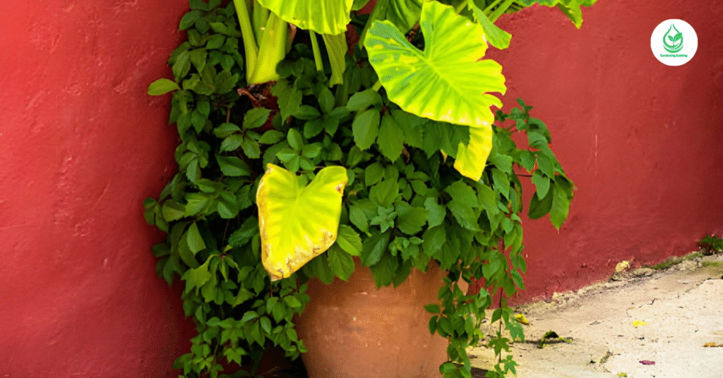 9 Calathea Plant Varieties: How to Grow and Care for Stunning Foliage Indoors 11 10 4