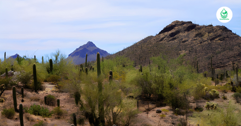 6 Saguaro: The Majestic Icons of the Desert 5 6 Saguaro: The Majestic Icons of the Desert