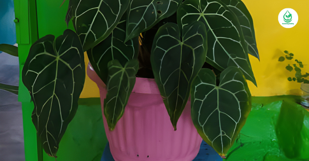 9 Calathea Plant Varieties: How to Grow and Care for Stunning Foliage Indoors 13 11 1