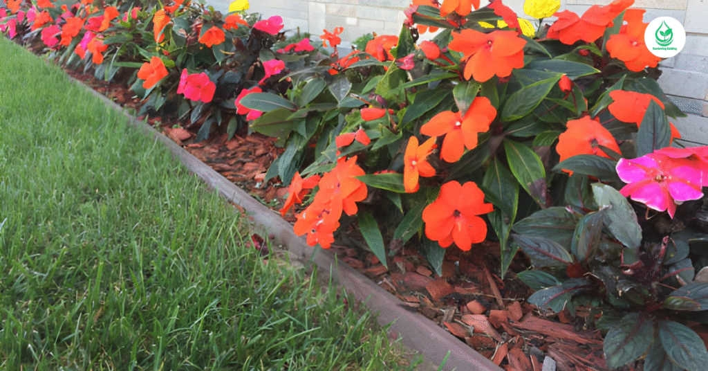 6 Hibiscus How to Grow, Care, and Enjoy These Tropical Beauties 14 12 4