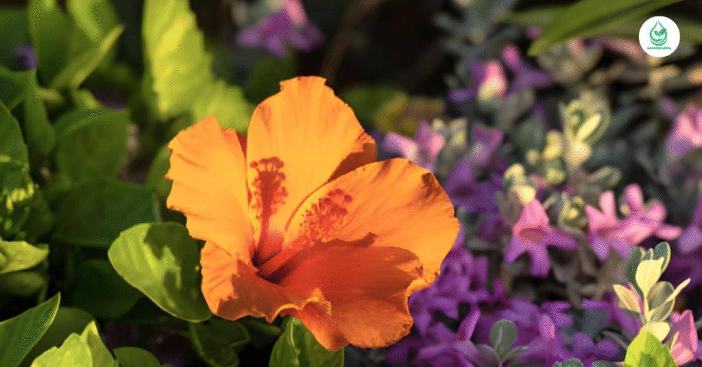 6 Bougainvillea Varieties: A Complete Guide to Growing Colorful, Low-Maintenance Beauty 5 13 3