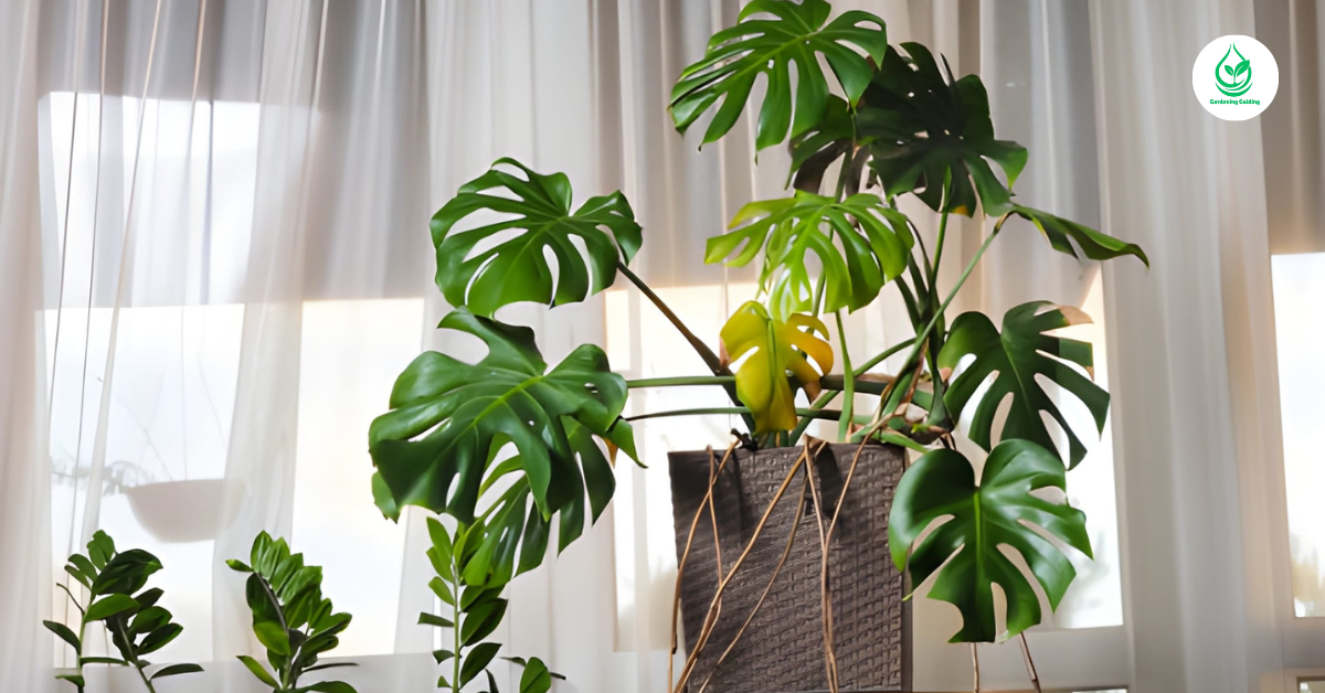 9 Calathea Plant Varieties: How to Grow and Care for Stunning Foliage Indoors 1 13