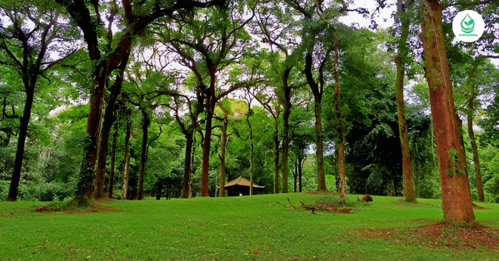 5 Bamboo Garden: Why It’s the Best Eco-Friendly Landscaping Choice 4 2 12