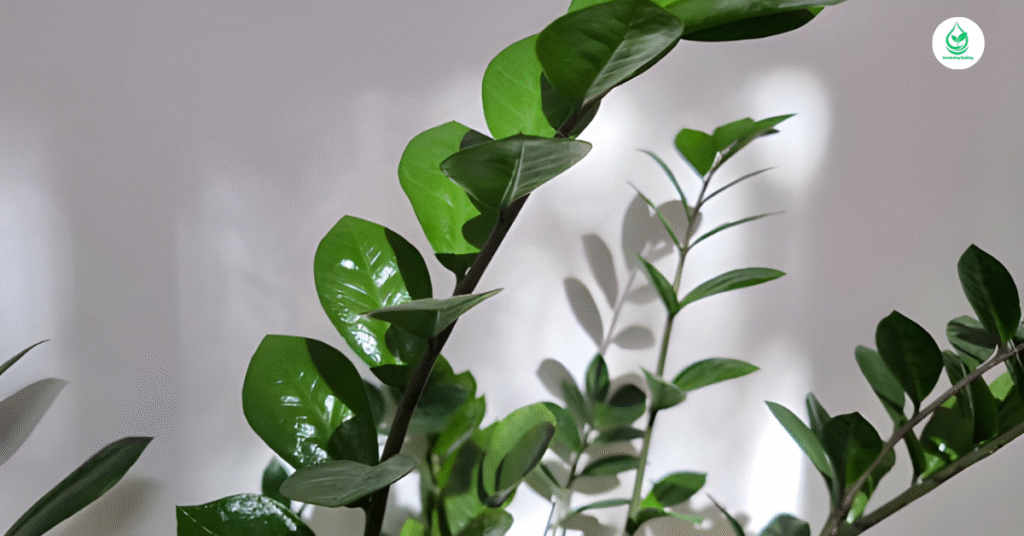 6 Fiddle Leaf Fig The Ultimate Guide to Growing and Caring for this Iconic Plant 4 2 17