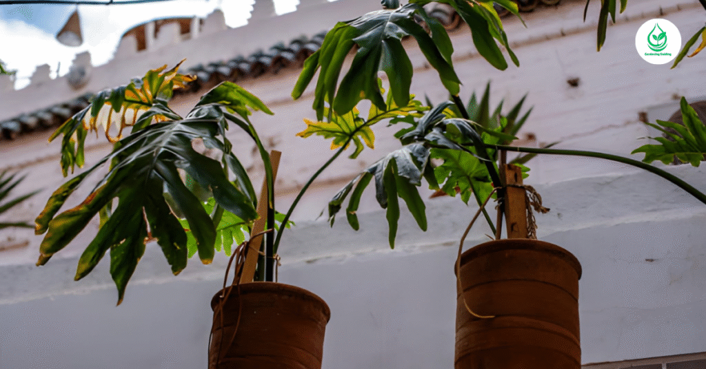 9 Calathea Plant Varieties: How to Grow and Care for Stunning Foliage Indoors 3 2 6