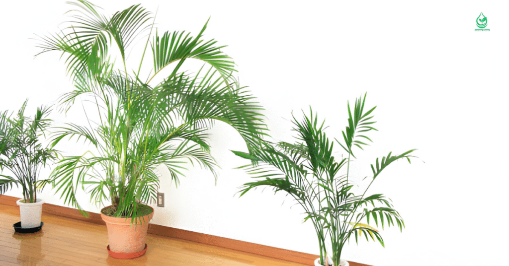 6 Areca Palm: The Ultimate Guide to a Tropical Indoor Paradise 4 3 15