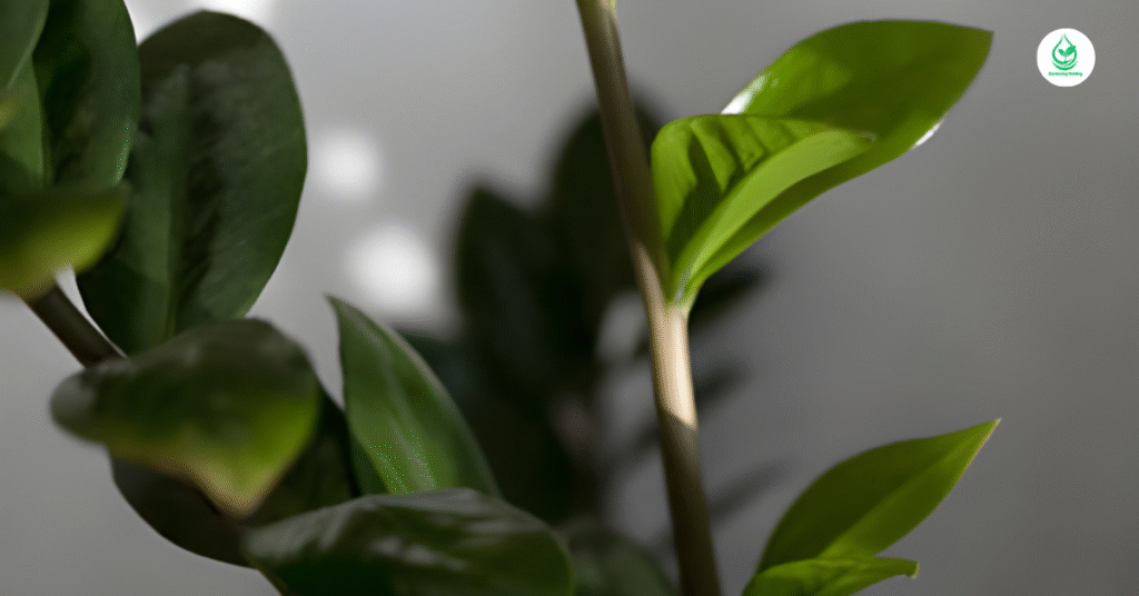 6 Fiddle Leaf Fig The Ultimate Guide to Growing and Caring for this Iconic Plant 5 3 18