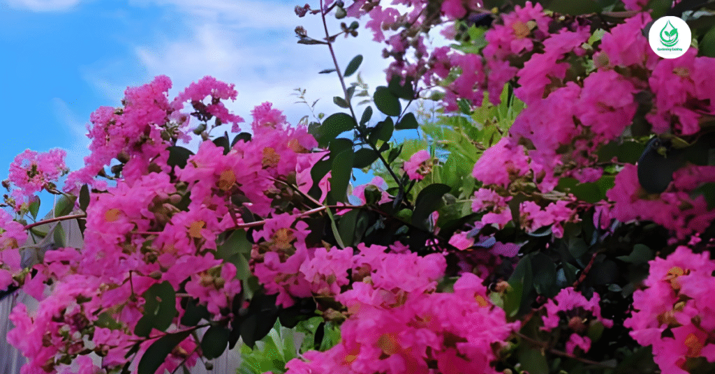 6 Bougainvillea Varieties: A Complete Guide to Growing Colorful, Low-Maintenance Beauty 9 3 20