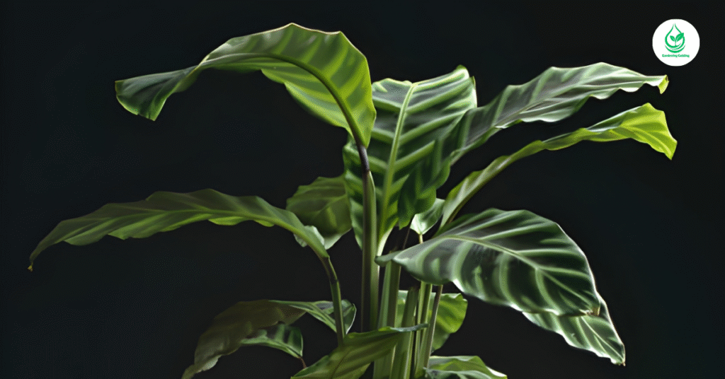 9 Calathea Plant Varieties: How to Grow and Care for Stunning Foliage Indoors 4 3 7