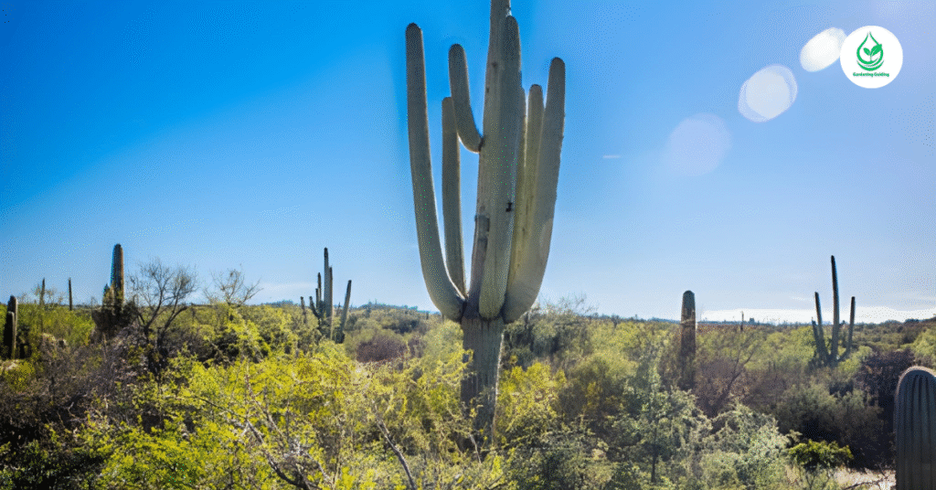6 Saguaro: The Majestic Icons of the Desert 8 4 15