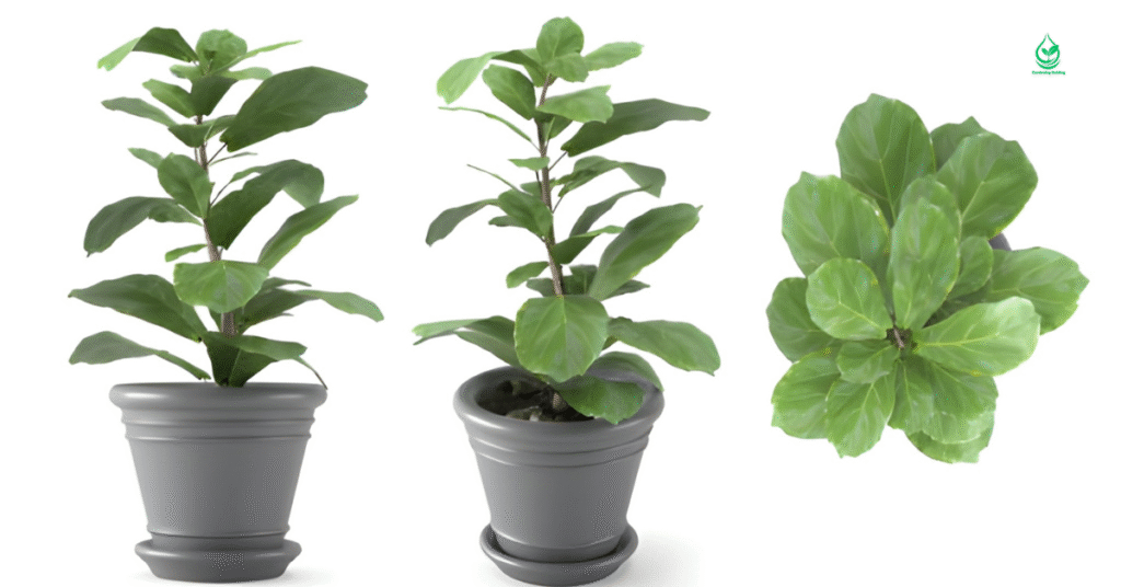 6 Fiddle Leaf Fig The Ultimate Guide to Growing and Caring for this Iconic Plant 6 4 16