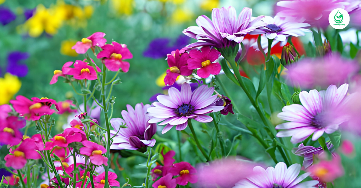 6 Hibiscus How to Grow, Care, and Enjoy These Tropical Beauties 1 4 17