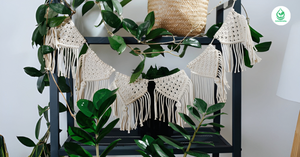 6 Swiss Cheese Plant Varieties to Brighten Your Space 3 5 1