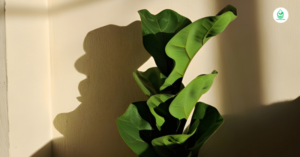 6 Fiddle Leaf Fig The Ultimate Guide to Growing and Caring for this Iconic Plant 7 5 15