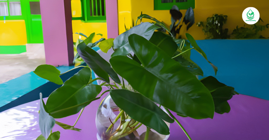 9 Calathea Plant Varieties: How to Grow and Care for Stunning Foliage Indoors 6 5 6