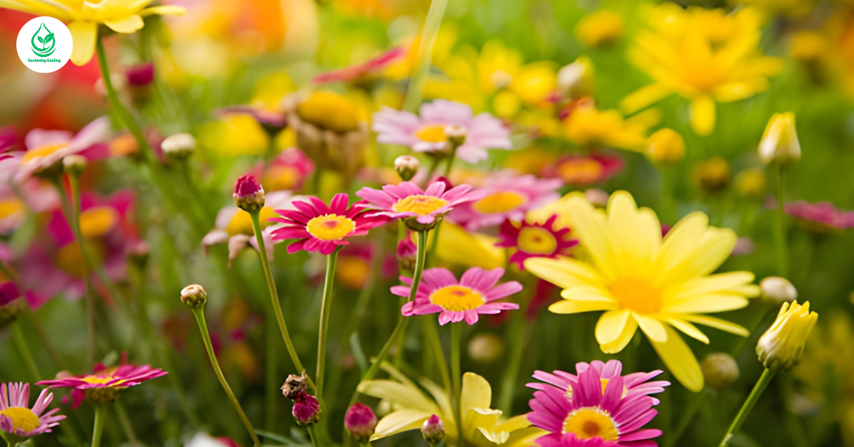 ‘10 Top Most Popular Flowers 1 5 7