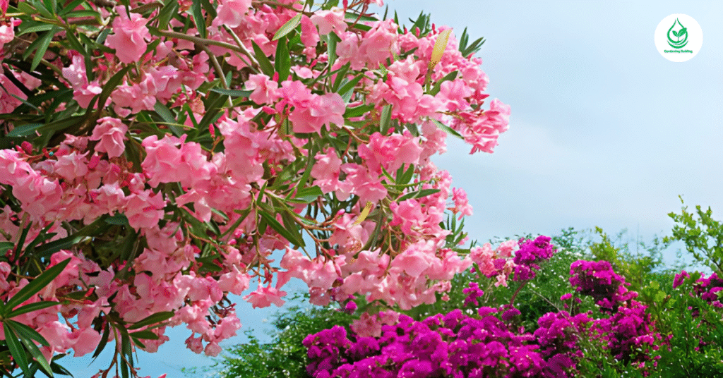 6 Rhododendron Care: How to Keep Your Blooms Vibrant 9 5 9