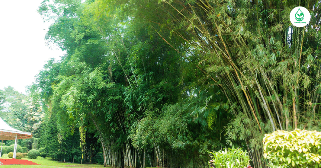 5 Bamboo Garden: Why It’s the Best Eco-Friendly Landscaping Choice 10 6 10