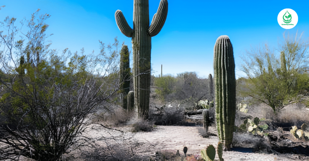6 Saguaro: The Majestic Icons of the Desert 5 6 14