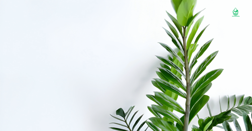 6 Fiddle Leaf Fig The Ultimate Guide to Growing and Caring for this Iconic Plant 8 6 15