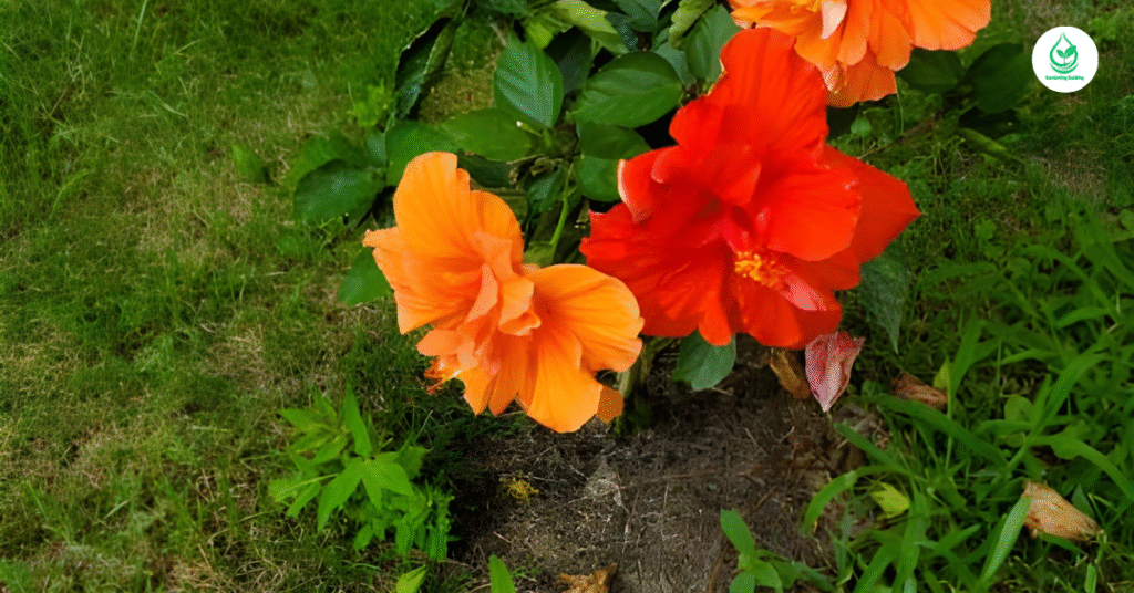 6 Hibiscus How to Grow, Care, and Enjoy These Tropical Beauties 7 6 16