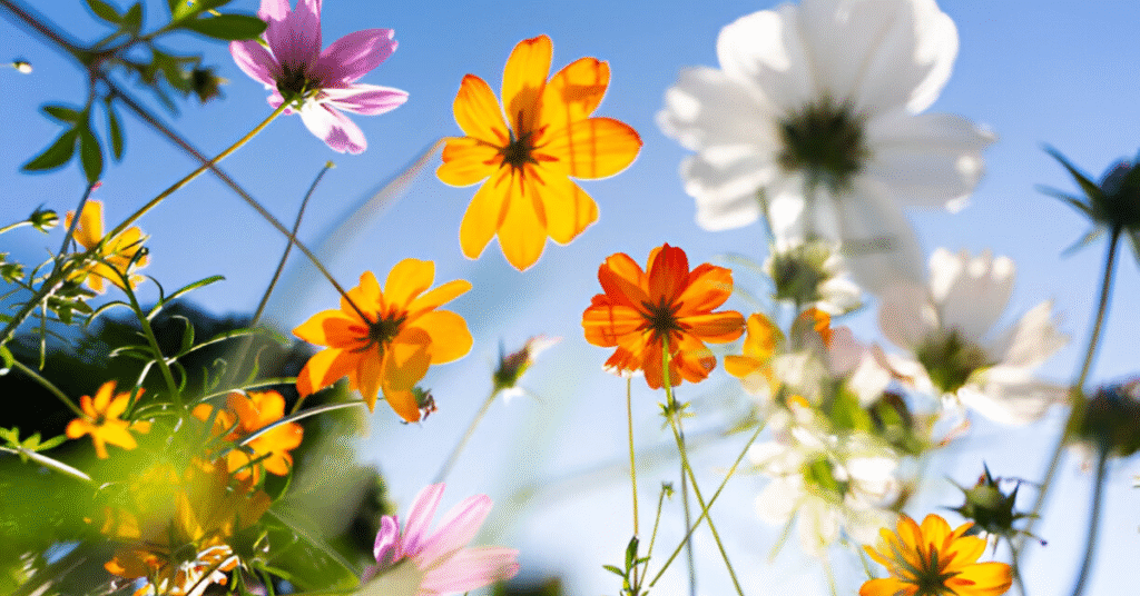 6 Ranunculus How to Grow Stunning Blooms 7 6 4