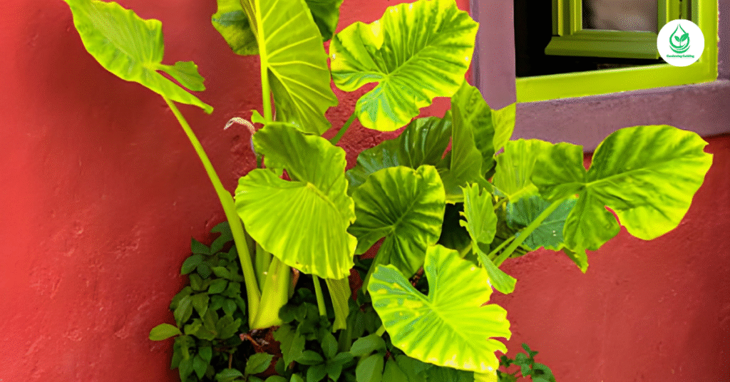 9 Calathea Plant Varieties: How to Grow and Care for Stunning Foliage Indoors 7 6 5