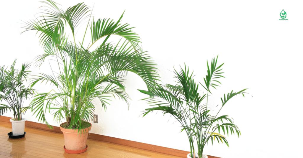 6 Fiddle Leaf Fig The Ultimate Guide to Growing and Caring for this Iconic Plant 9 7 13