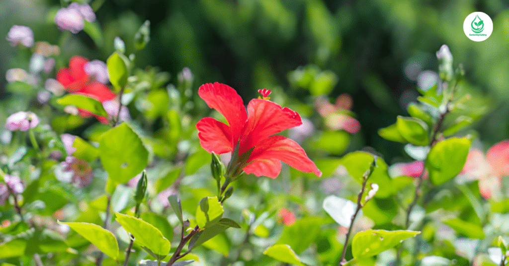 6 Hibiscus How to Grow, Care, and Enjoy These Tropical Beauties 8 7 14