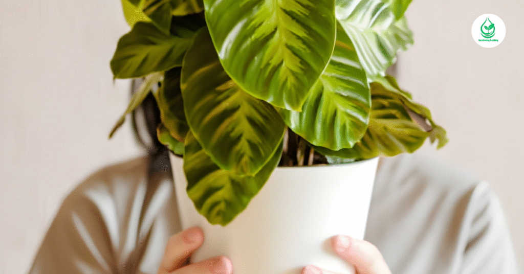 9 Calathea Plant Varieties: How to Grow and Care for Stunning Foliage Indoors 8 7 4