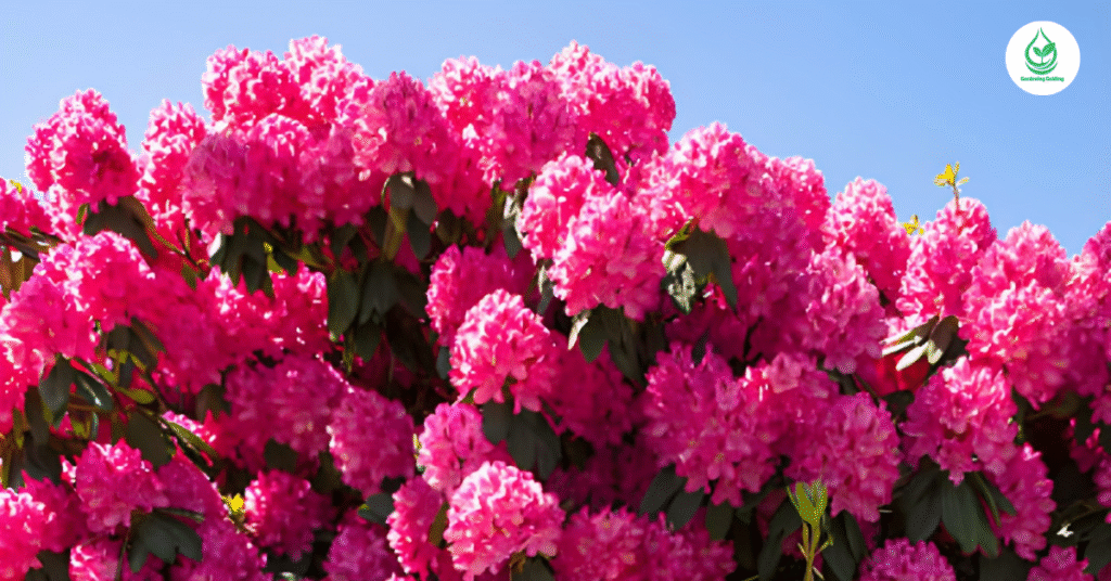 6 Rhododendron Care: How to Keep Your Blooms Vibrant 11 7 6