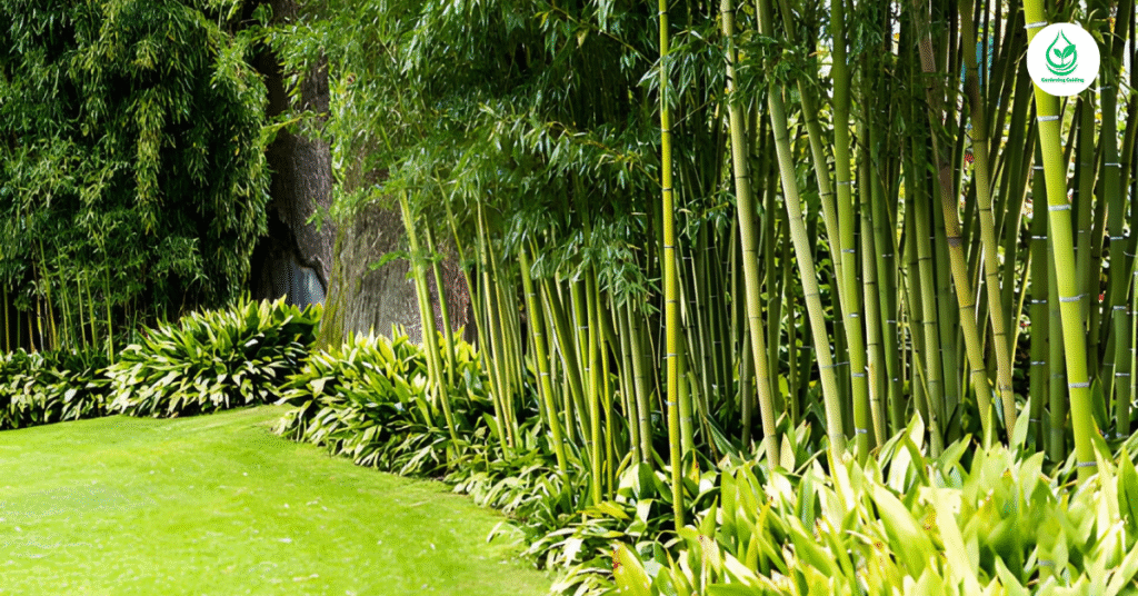 5 Bamboo Garden: Why It’s the Best Eco-Friendly Landscaping Choice 11 7 7