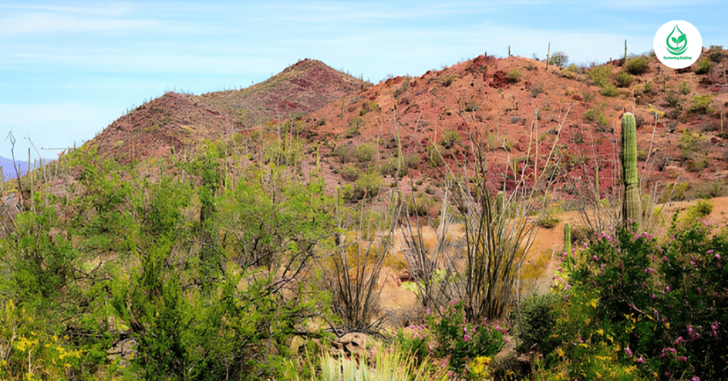 6 Saguaro: The Majestic Icons of the Desert 11 8 11