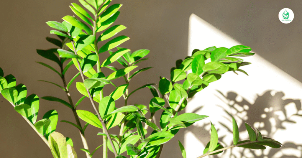 6 Fiddle Leaf Fig The Ultimate Guide to Growing and Caring for this Iconic Plant 10 8 12