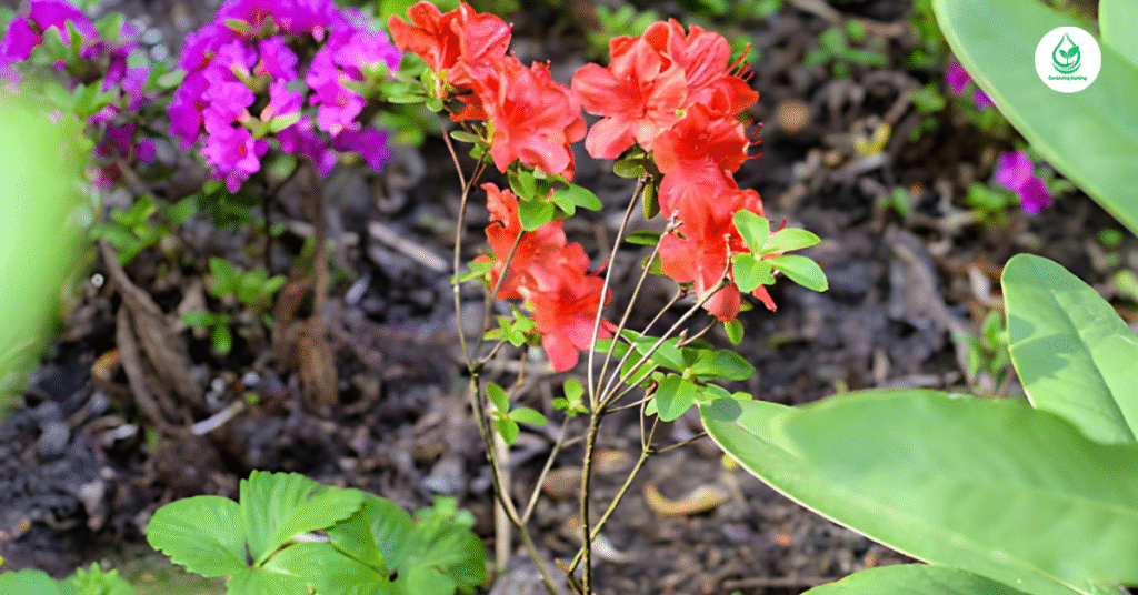 6 Hibiscus How to Grow, Care, and Enjoy These Tropical Beauties 9 8 14