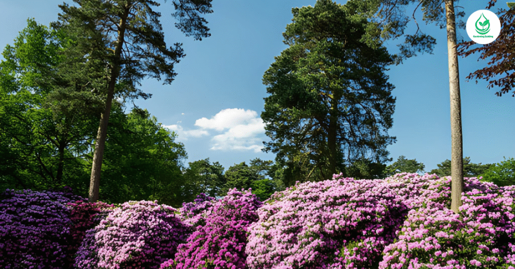 6 Rhododendron Care: How to Keep Your Blooms Vibrant 12 8 7