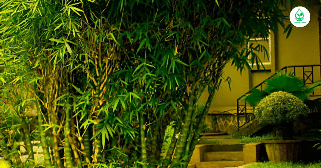 5 Bamboo Garden: Why It’s the Best Eco-Friendly Landscaping Choice 5 8 8
