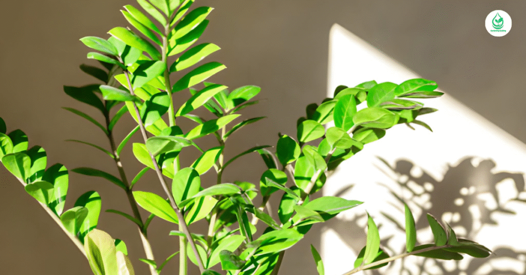 6 Areca Palm: The Ultimate Guide to a Tropical Indoor Paradise 10 9 10