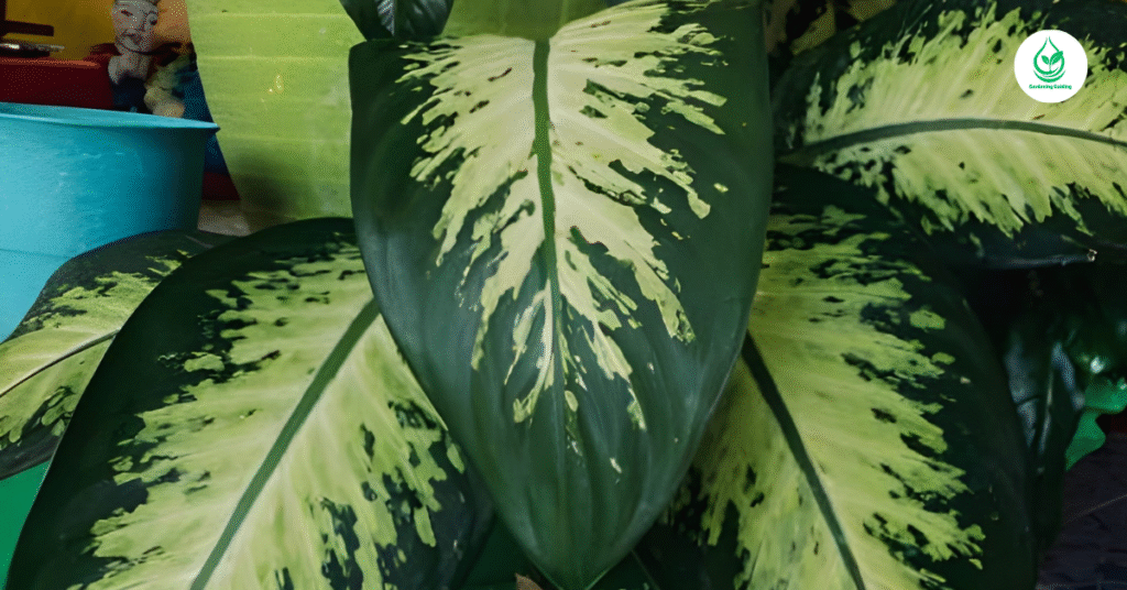 9 Calathea Plant Varieties: How to Grow and Care for Stunning Foliage Indoors 10 9 5